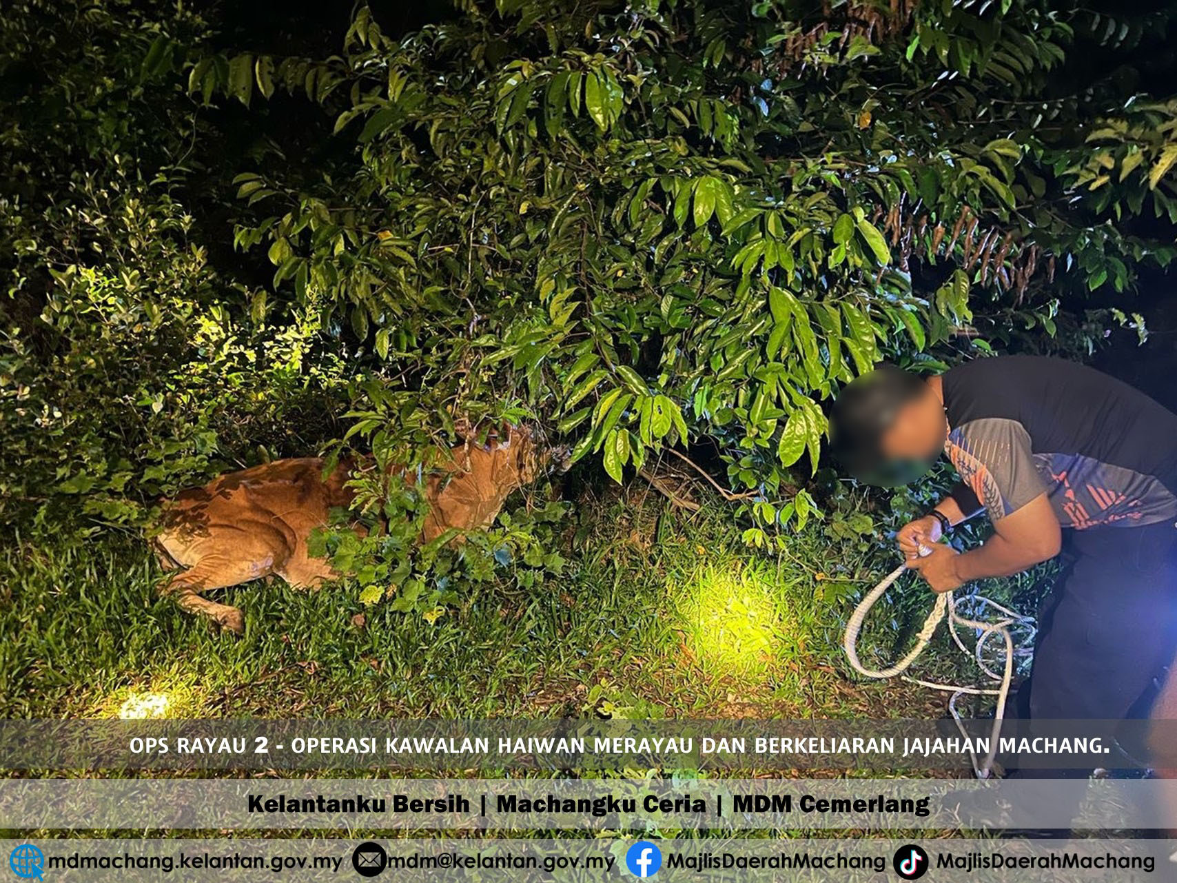 OPS RAYAU 2 - OPERASI KAWALAN HAIWAN MERAYAU DAN BERKELIARAN JAJAHAN MACHANG